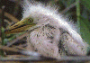 Jeune Aigrette